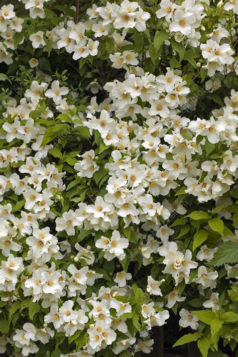 Mock Orange (Philadelphus sp.) - Stock Image - C017/7522 - Science ...