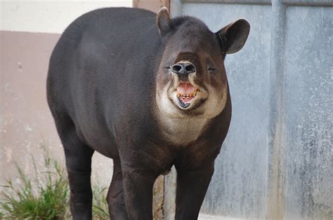 Baird's Tapir | Animal Wildlife