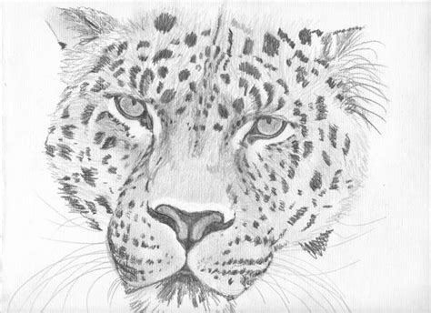 Original Leopard Pencil SKetch by pigatopia on DeviantArt