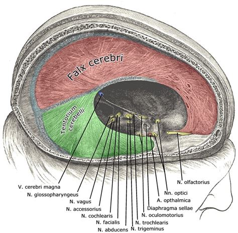 The Transverse Diaphragms – Fascia & Fitness