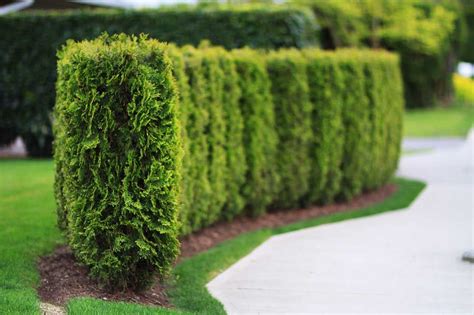 Planting a Cedar Hedge | Hedges landscaping, Cedar hedge, Boxwood ...