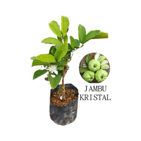 Jual bibit pohon jambu crystal atau jambu kristal putih di Lapak ZPLANT ...