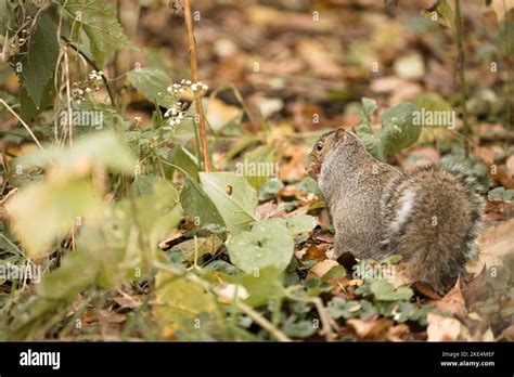 A squirrel eating nuts on ground and surrounded by green leaves and fall foliage Stock Photo - Alamy