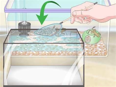 3 Ways to Care for African Dwarf Frogs - wikiHow