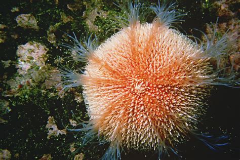 Common sea urchin | Common sea urchin Echinus esculentus Cop… | Flickr