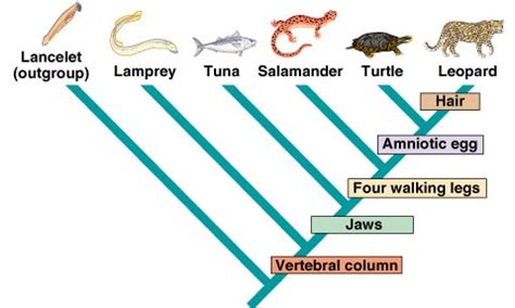 Macroevolution - The origin of species