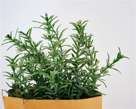 How to Propagate Rosemary? Step-by-step Guide - Greenplantpro