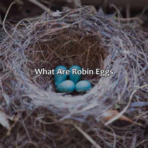 What Color Are Robin Eggs - colorscombo.com