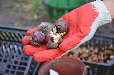 Types Of Hyacinth Bulbs - A-Z Animals