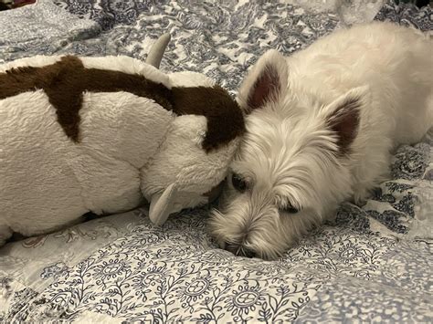 My dog Chuck and his Appa plushie 💓 : r/ATLA