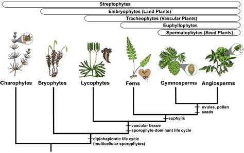 Fern Sporophyte Diagram