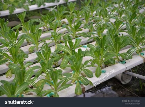 Hydroponic Nutrient Film Technique Nft System Stock Photo 2203616723 | Shutterstock