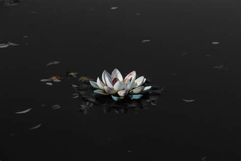 Black Lotus Flower Wallpapers Hd Resolution | Black flowers wallpaper, Flower wallpaper, Blue ...