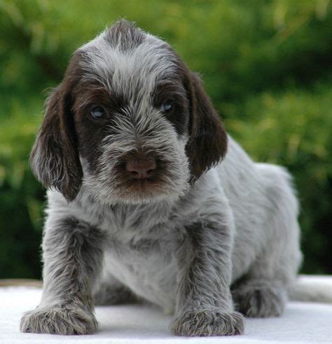 Image result for Spinone Italiano Puppies | Puppies, Cute puppies, Beautiful dogs