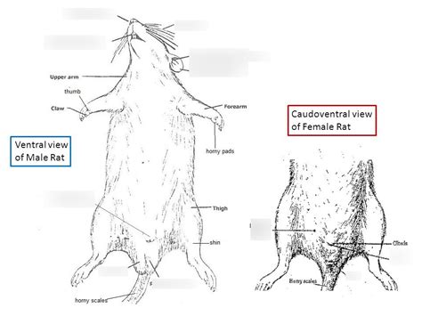 rat external anatomy Diagram | Quizlet