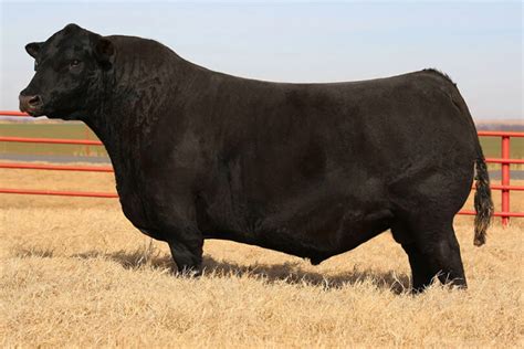 Black Angus – Premium Beef Genetics