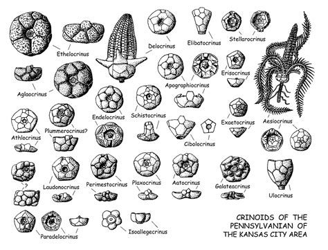 Pennsylvanian Crinoid Id Key - General Fossil Discussion - The Fossil Forum