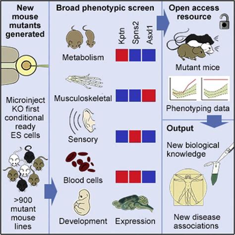 Genome-wide Generation and Systematic Phenotyping of Knockout Mice Reveals New Roles for Many ...