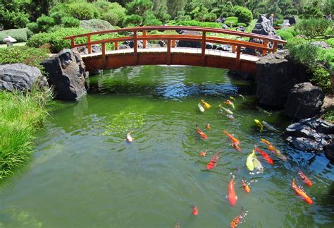 Japanese Garden & Koi Free Photo Download | FreeImages