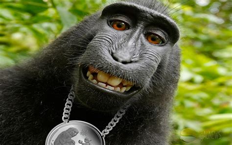 🔥 Free Download Funny Monkey Wallpaper Full Hdq Quality by @melissaolsen | WallpaperSafari