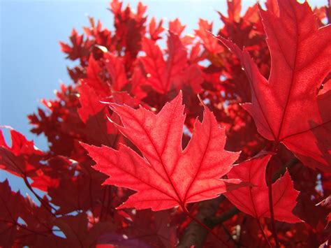 Free photo: Red Autumn Leaves - Autumn, Leaves, Maple - Free Download - Jooinn