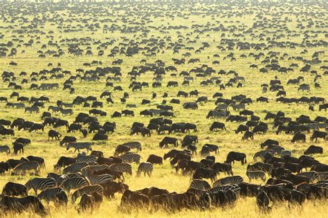 Serengeti-Wildebeest-Migration_image_4