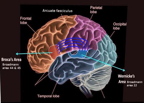 Broca’s area, located in the left hemisphere, is associated - MEDizzy