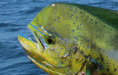 Dorado - Mahi Mahi - One Ocean Big Game