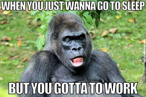 Funny Gorilla Meme