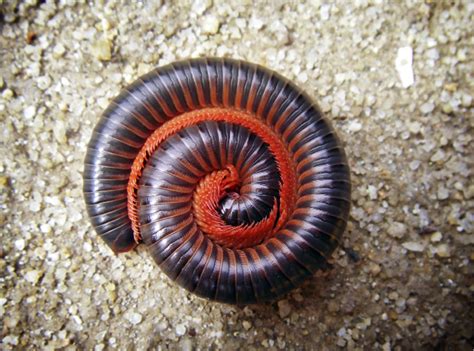 Meet the Millipede - Pest Control Technology