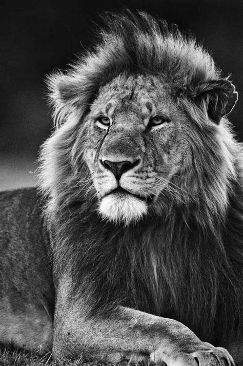 Pin-bild | Videos de animales salvajes, Fotos de leones, Felinos