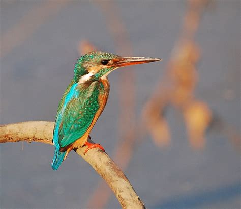 File:Common kingfisher.jpg - Wikimedia Commons