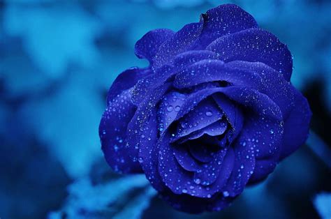 Beautiful Blue Flowers Hd Wallpapers | Best Flower Site