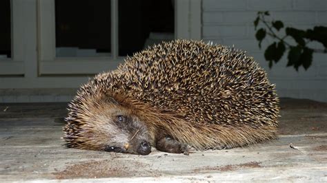 European Hedgehog | MarkEisingBirding