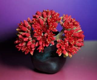 Succulent Blooms in tiny handmade ceramic pot | Margie Savage | Flickr