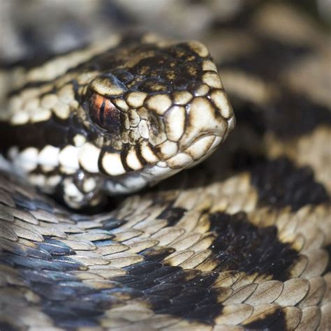 Male Adder | British wildlife, Wildlife photography, Wildlife