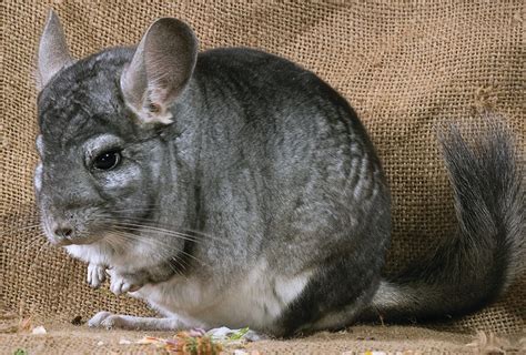 Fun Facts about Chinchillas: Interesting Fur Facts & More | Petco