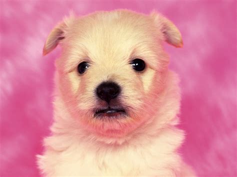 🔥 [75+] Cute Dog Wallpapers | WallpaperSafari