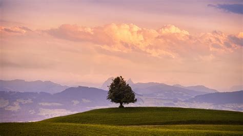 Solitude Tree Wallpaper 4K, Green Meadow, Landscape