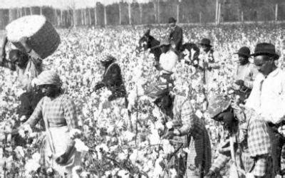 America's Black Holocaust Museum | slaves in cotton field