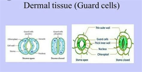 Dermal Tissue Diagram