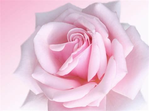 wallpaper: Pink Rose Wallpapers