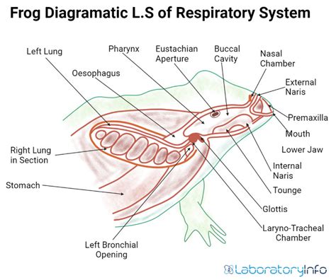 Respiratory System of Frog (Labelled diagrams) - Parts and Function