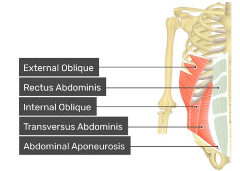 Rectus abdominis: anatomy and function | GetBodySmart