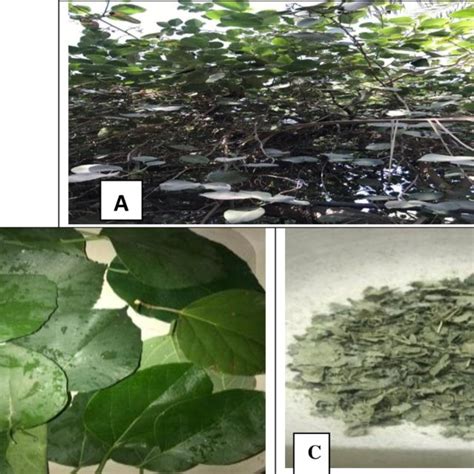 A: Cordia myxa tree; B: The leaves of the C. myxa tree; C: Dried C ...