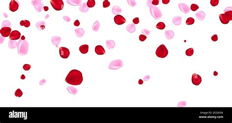 Red and pink falling flowers petals isolated on transparent background ...