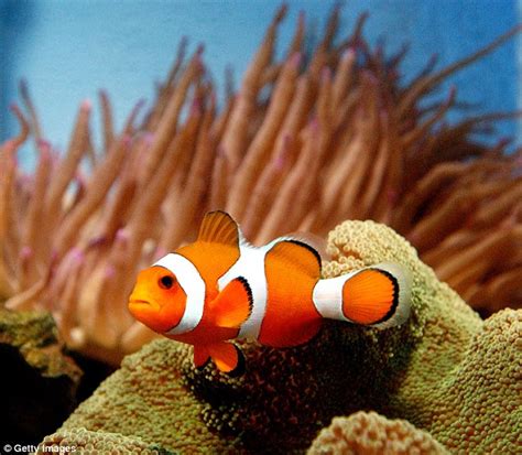 Finding Nemo comes true! Researchers find young clownfish travel upto 400km when they are just a ...