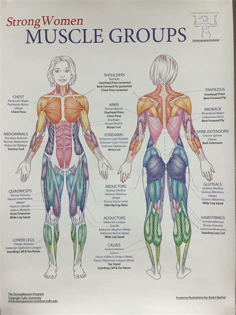 Human Body Muscle Anatomy