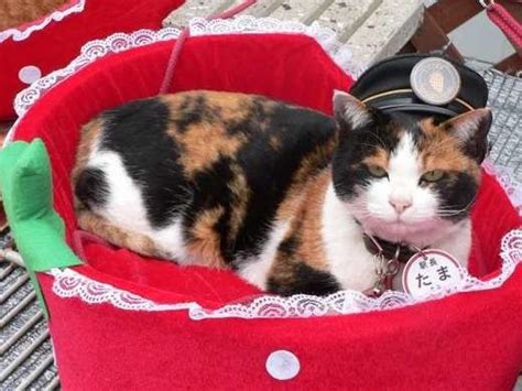 Kishi Station – Kinokawa, Japan | Atlas Obscura | Cats, Calico cat ...