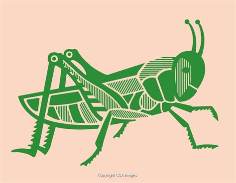 Grasshopper Illustrations | Unique Modern and Vintage Style Stock Illustrations for Licensing ...